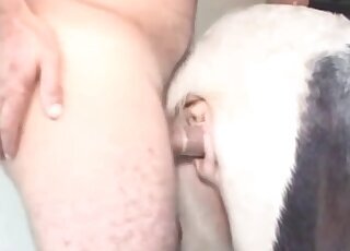Pig animal sex