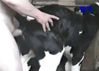 Cow bestiality sex