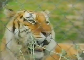Amazing wild tigers have amazing sex
