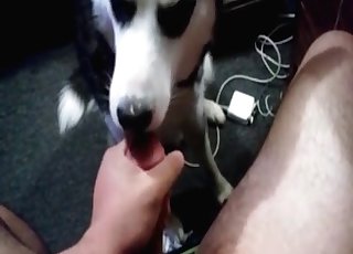 Dog servicing that throbbing boner