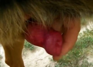 Take a look at how this dog's dick looks like