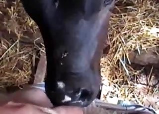 A nice-looking cow is smelling his hard penis with love