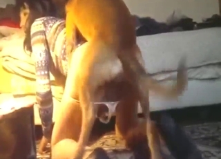 Sucky-fucky porn movie with a crossdresser and dog