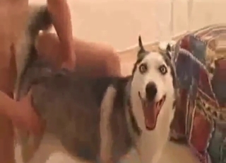 Male-led zoophile porn with doggystyle and more