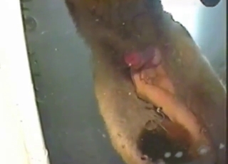 Utmost POV hotness with dog cock stroked