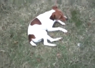 Totally orgasmic encounter with autofellatio dog