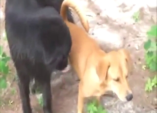 Black dog fucks a brown dog and everyone cums