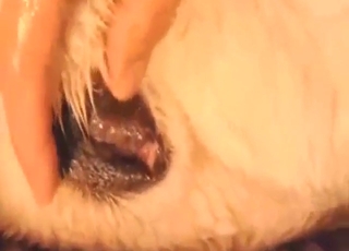 A freaky porn gape scene with a beast taking it