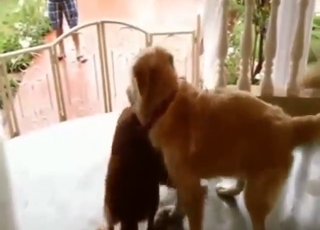 Zoo XXX featuring two Golden Retrievers fucking