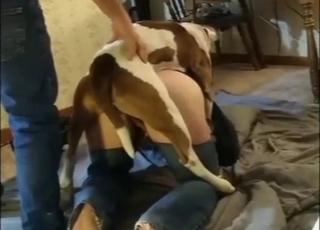 Doggo fucking a submissive lady in pulled pants