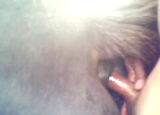 Not able to handle that horse's hot fucking pussy