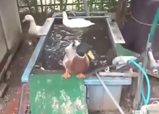 Giant duck dick finds a perfect pussy today