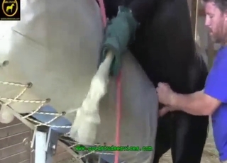 Making anal connection with a sexy black horse