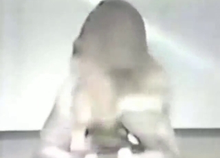 Hot zoo sex with dogs, vintage video with orgasms