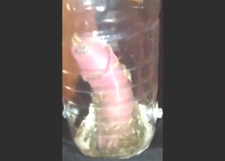 Thick cock of a dude pleased by sexy crickets