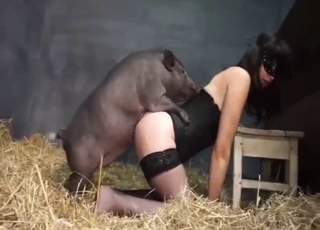 Zoo XXX scene with a stockings gal taking pig D