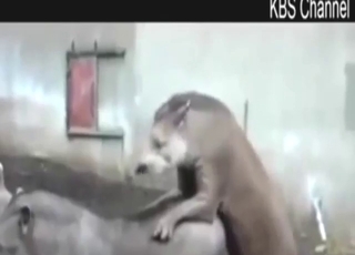 Outdoor zoo fucking with lots of doggystyle