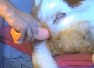 Sexed-up beast is going to lick her wet pussy