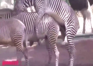 Two zebras show this fucker how to get off