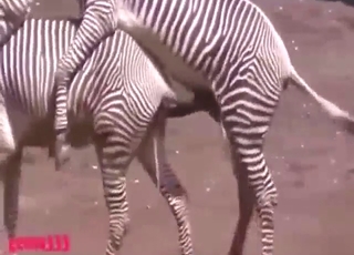 Two zebras show this fucker how to get off