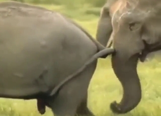 Sexed-up collection of beasts fucking around