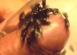 Bestiality porn focusing on flies on his cock