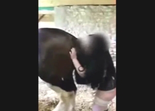 Hot animal enjoys a licking in zoophile porn