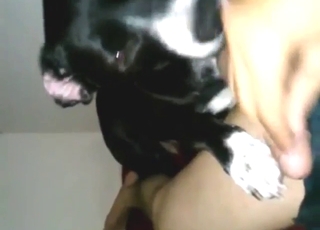 Deep hump from a dog in zoo porn with foreplay