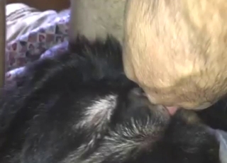 Close-up zoophile porn with a bitchy beast taken