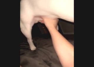 Lexy the sexy dog is going to get teased today