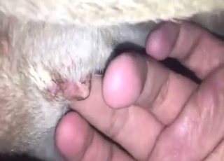 Fingers and feet used to get the animal horny