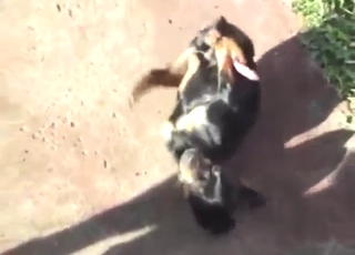 Awesome dog teasing session with orgasms