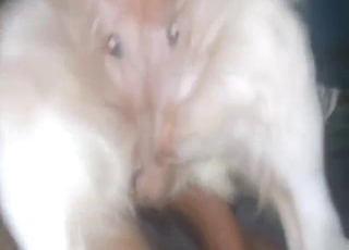 Sexy animal ravaged by his mighty human penis