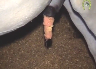 Stallion hangs dong and shows off its piss