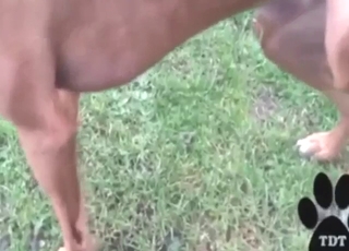 Dog piss-soaked foreplay heat feels real