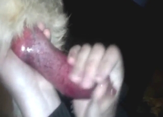 German Shepherd sucked off by a dude hard