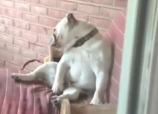 Dog jacking it right there, lowkey cumming hot AF