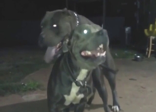 Zoo sex with two dogs drilling late at night