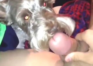 Bestiality sex oral video with a dog licking dick