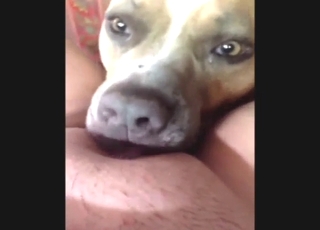 Zoo sex with a cute animal polishing that vag