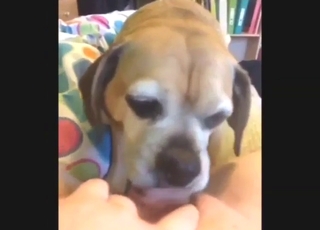 Zoo sex with a cute puppy licking that wet slit