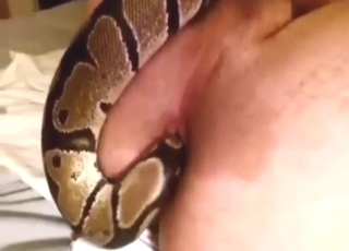 Guy is going to enjoy snake inside his asshole