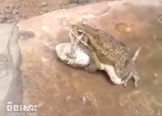 Dual frog fuck with savage orgasms on the rock