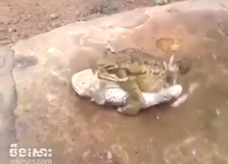 Dual frog fuck with savage orgasms on the rock
