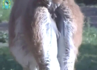 Zoophile porn voyeur style: lama's big balls