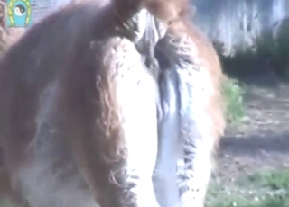 Zoophile porn voyeur style: lama's big balls