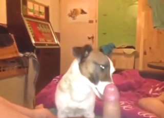 Zoo porn showing a guy who enjoys dog's tongue