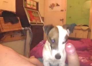 Zoo porn showing a guy who enjoys dog's tongue