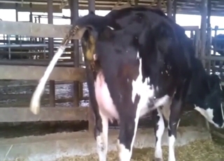 Zoo XXX movie dealing with REAL cow feces