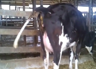 Zoo XXX movie dealing with REAL cow feces